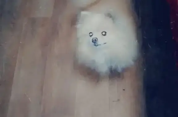 Собаки потеряшки, , фото: Потеряшка собака: 50 лет октября 23, ул. Балчуг, Москва