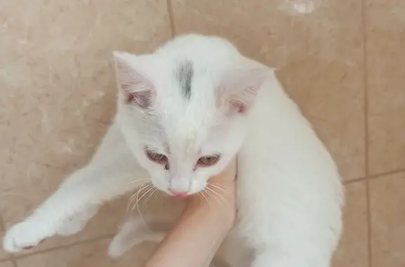 Найдена белая кошка на улице Урицкого, Курск