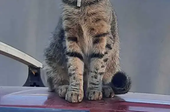 Потерянные животные Новосибирск, фото: Пропала кошка на ул. Костычева 8, Новосибирск