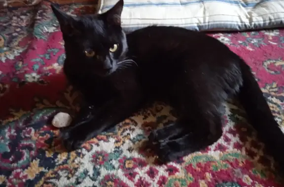 Пропала кошка, черный кот, ул. Речная 36а, Донецк