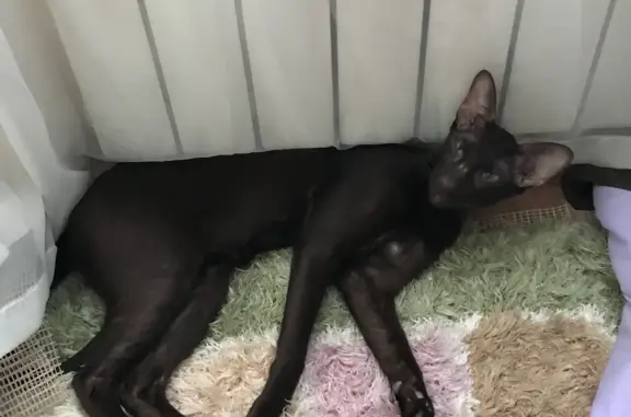 Кошки потеряшки, Москва, фото: Потеряшка кот Рики на Уссурийской ул., 1 к2, Москва