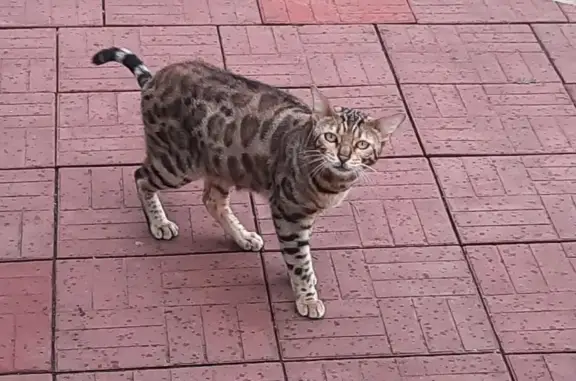 Найдена кошка в СДНТ Утес, Красноглинский район