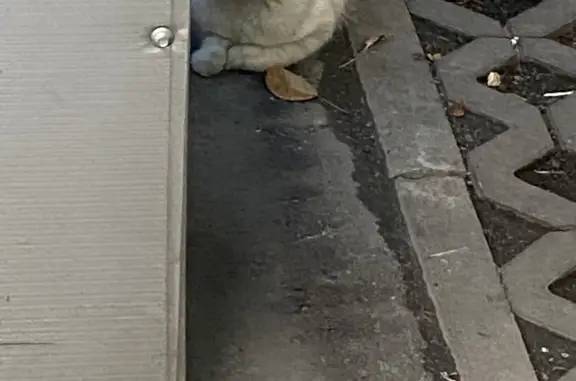 Бело-рыжий кот найден на Бочкова, 5, Москва