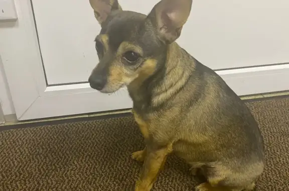 Найдена собака, Санкт-Петербург, фото: Найдена собака на ул. Маршала Захарова, 16 к2, СПб