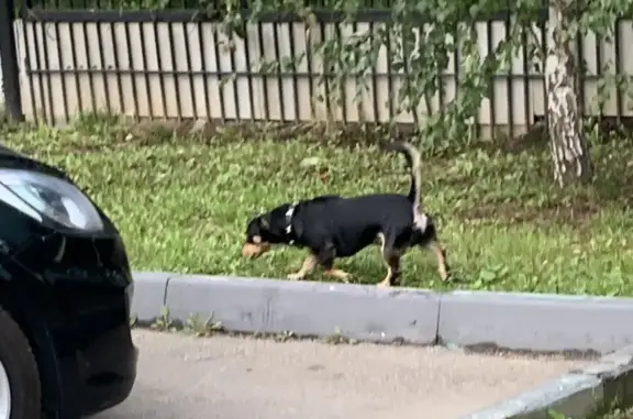 Собака в Покровском, Центральная улица