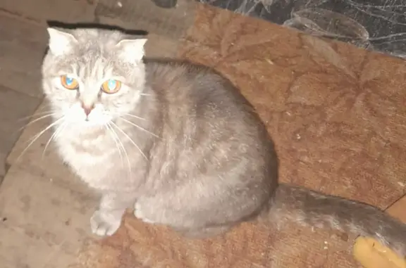 Найдена кошка в Октябрьском р-не, ищет дом