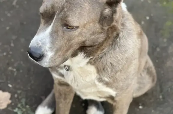 Пропала собака в Донецке, пролетарский район