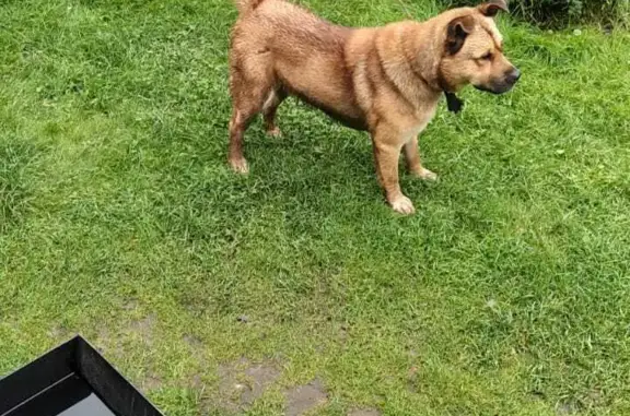 Найдена собака в СНТ Орехо-Зуевского района, ищем хозяев