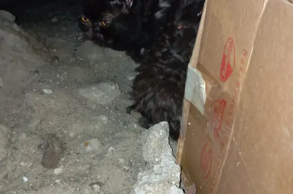 Найден пугливый персидский кот, проспект Калинина 81