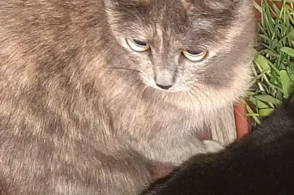 Пропала кошка, 3 года, серо-рыжего окраса, Раменское