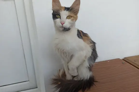Найдена трёхцветная кошка на ул. Тимофея Кривова, Чебоксары