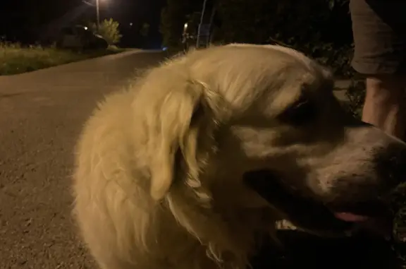 Собака Голден ретривер найдена в Дубовом, Звёздная улица, 9