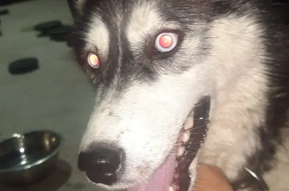Найдена собака: Хаски девочка на ул. Пржевальского, Домодедово