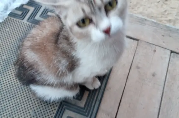 Найдена истощенная кошка с необычным окрасом на Школьной улице, 57 ВЛ 1, Ближнее Борисово