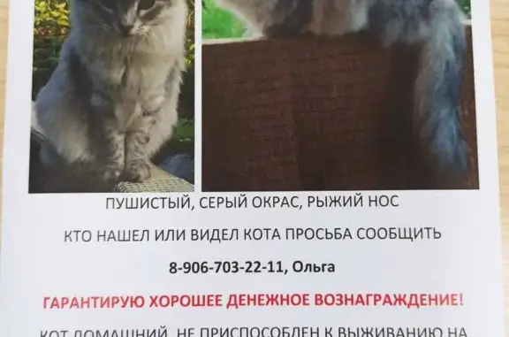 Пропал кот в СНТ Фиалка, деревня Евсеево, Московская область