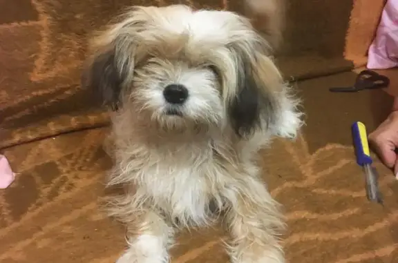 Собака найдена на ул. Циолковского, 14, Ульяновск