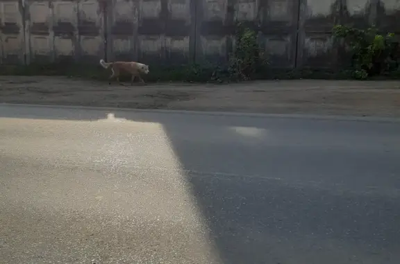 Собака найдена на Бийской улице, 17 в Пензе