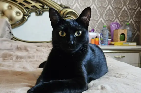 Пропала кошка: Чёрная с белыми волосками, район Новопеределкино