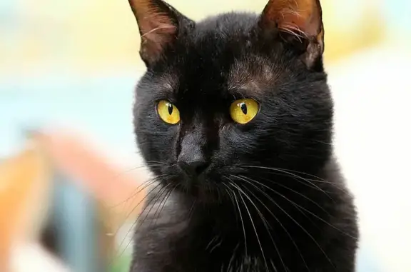 Пропала черно-коричневая кошка, улица Аскольдовцев, 18, Мурманск