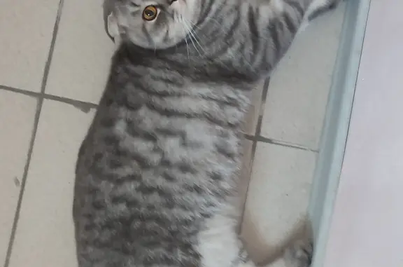 Найдена кошка Британский вислоухий, 20, Ангарск
