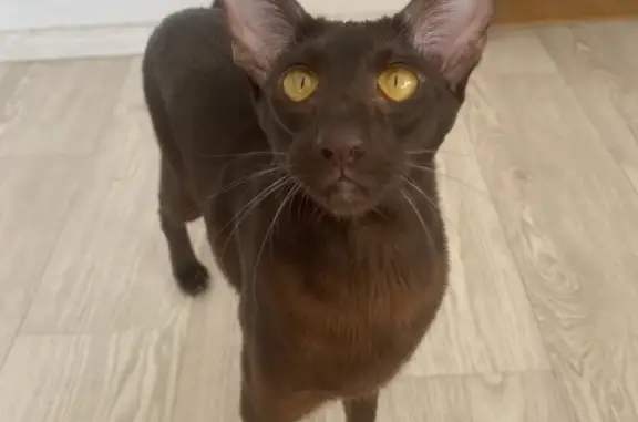 Кошки потеряшки, Москва, фото: Потеряшка кот на ул. Гончарова 5, 24.08.23, 22-23 ч. Отозвается на Юпи.