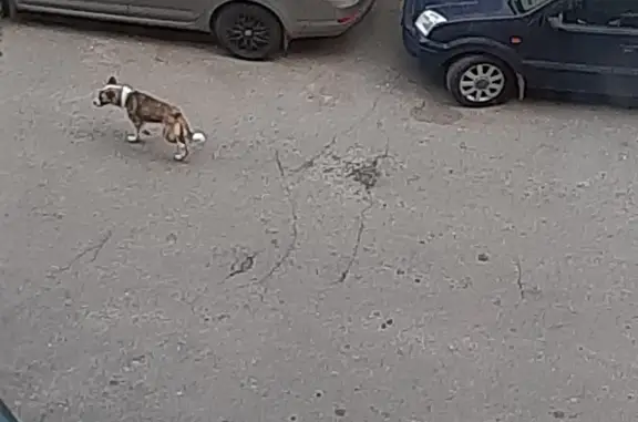 Найдена собака в Воронеже, ул. Кривошеина, 70