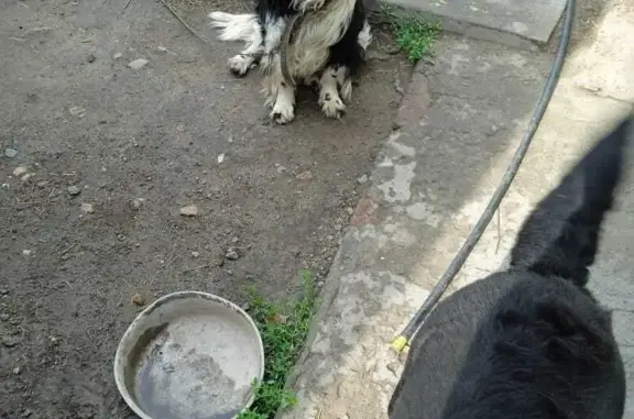 Пропали собаки: лабрадор и спаниель, ул. Калинина, Новоалтайск