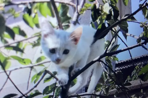 Пропала кошка Соня, ул. Скалистая, Симферополь