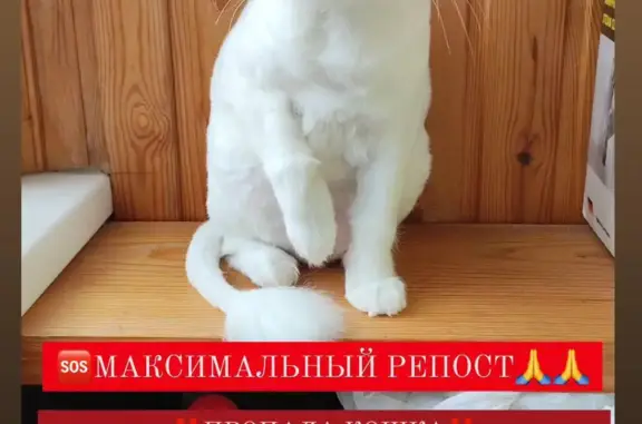 Пропала белая кошка в районе Восточной улицы, Ковров