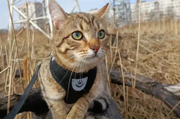 Кошки потеряшки, Санкт-Петербург, фото: Потеряшка кошка Мальчик, ул. Коллонтай, 47 к4, СПб