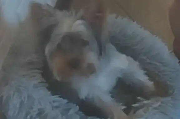 Собаки потеряшки, Нижний Новгород, фото: Потеряшка собака Роки, Темно-серый окрас, ул. Бориса Видяева, 16, Н. Новгород. 89030606301