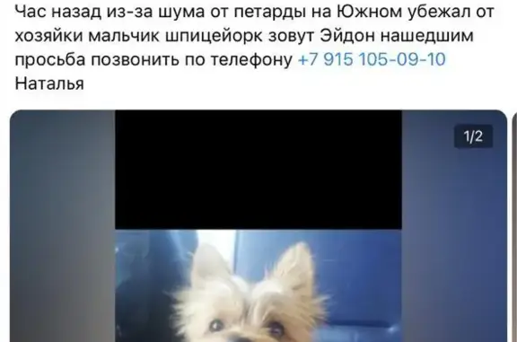 Пропала собака Шпицейорк, рыжий, ул. Твардовского, 40, Балашиха