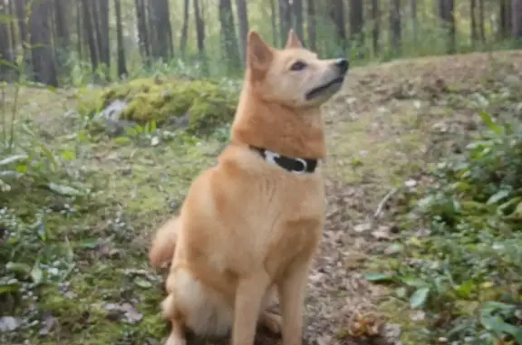 Пропала собака Лайка, 10 лет, Мурманск