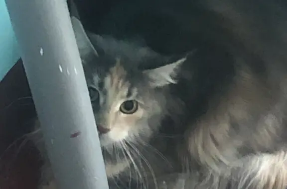 Найдена кошка на 5 этаже, Степана Разина 7