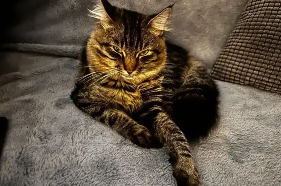 Кошки потеряшки, Санкт-Петербург, фото: Потеряшка кошка Кузя, Костромской проспект, 57, СПб