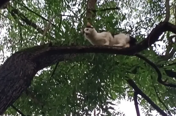 Найденные животные Москва, фото: Найдена кошка Бело-черного окраса на Нагорной улице, 44 к2