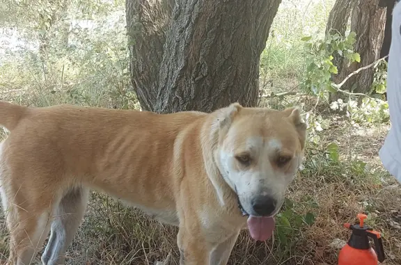 Найдена собака породы алабай, Тургеневское шоссе