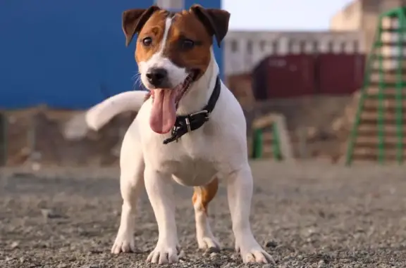 Собаки потеряшки, Москва, фото: Потеряшка собака на Кронштадтском бульваре