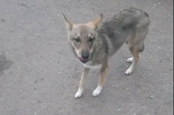 Пропала собака Лисичка (Лиса) на ул. Приморская, Братск