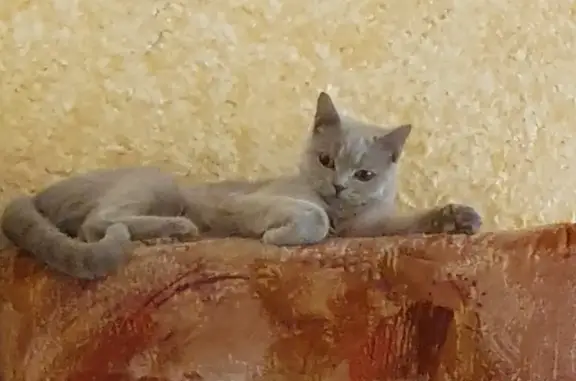 Кошки потеряшки, Санкт-Петербург, фото: Потеряшка серая кошка, Подольская ул., 18, СПб