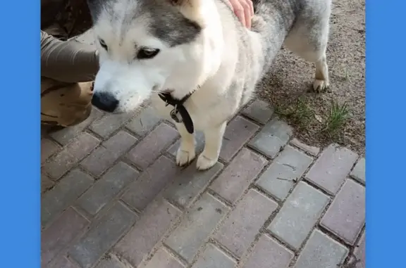 Найдена собака на Северо-восточном обходе г.Смоленска