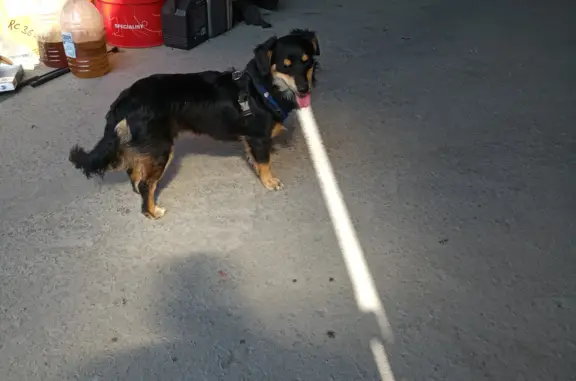 Собака Мальчик найдена утром на Отрадной ул., Севастополь