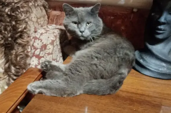 Пропала кошка на Кузнечной, Краснодар