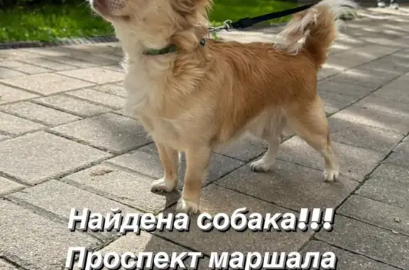Найдена собака, Москва, фото: Найдена чихуахуа, пр. Жукова 43 к3