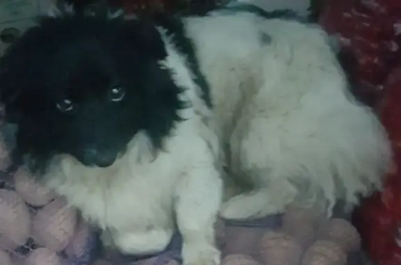 Пропала собака: Малчик Филип, ул. Дзержинского, 135, Ставрополь