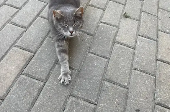 Найдена кошка на ул. Ульянова, 20А, Саранск