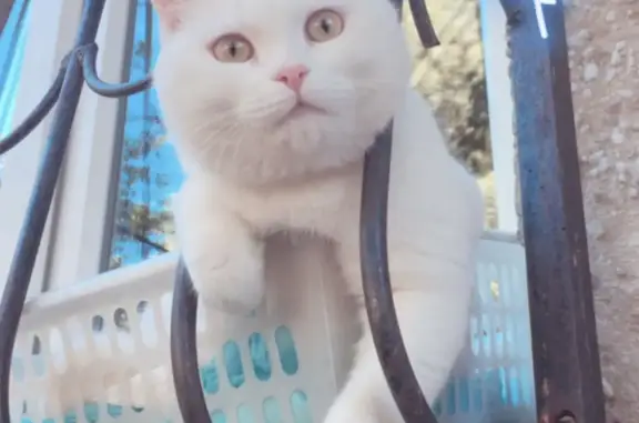 Пропала кошка: белый кот без когтей, пр. Ленина 111, Кемерово