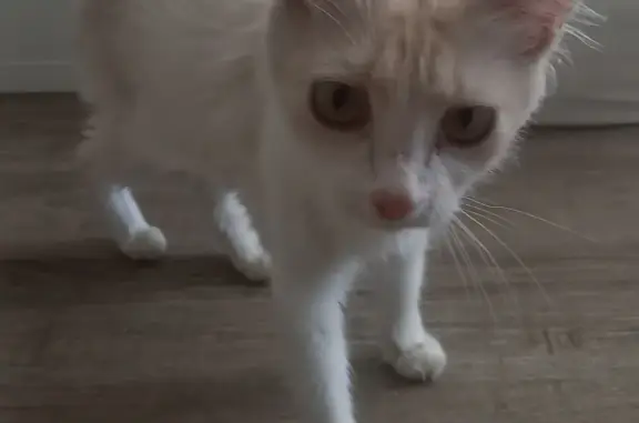 Найдена кошка на пр. Металлургов, 23, Волгоград
