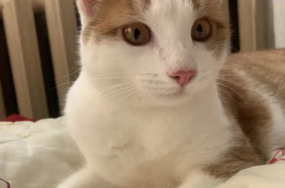 Кошки потеряшки, Москва, фото: Потеряшка кошка на ул. Варварка, 6с7, Москва