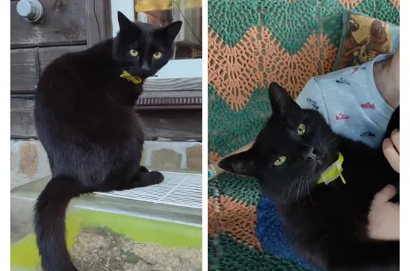 Пропал чёрный кот с яркими глазами, адрес: Троица Снт, Московская область